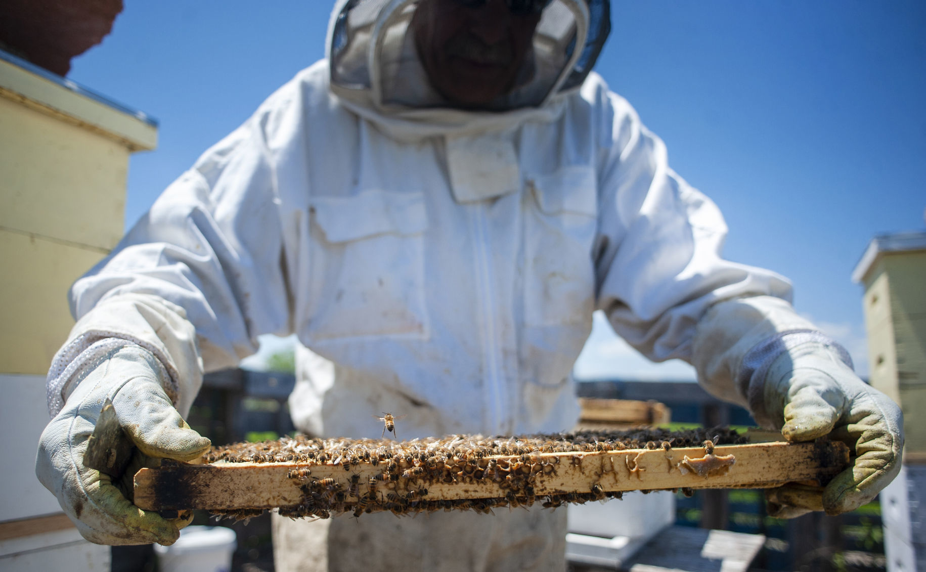190419_BEES04